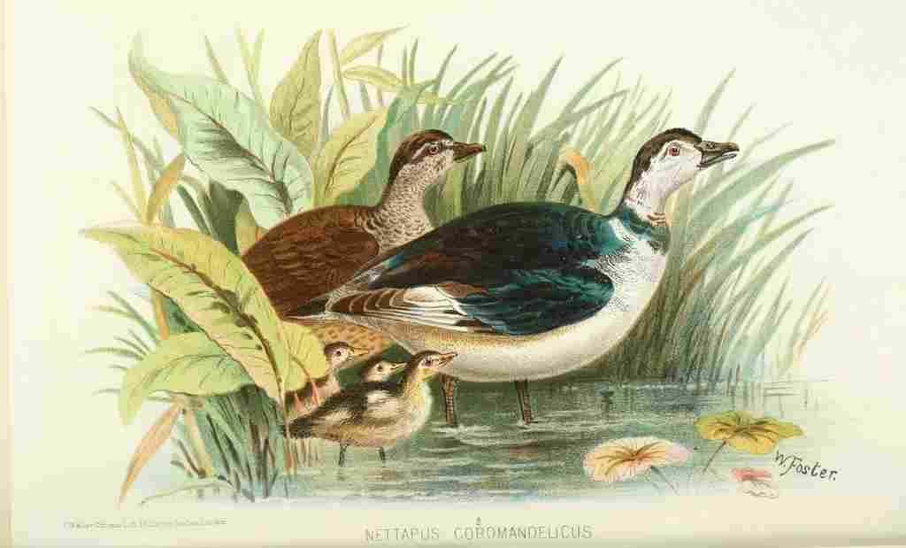 Foster Indian Birds 1915 Cotton Pygmy Goose A4 Photo Print