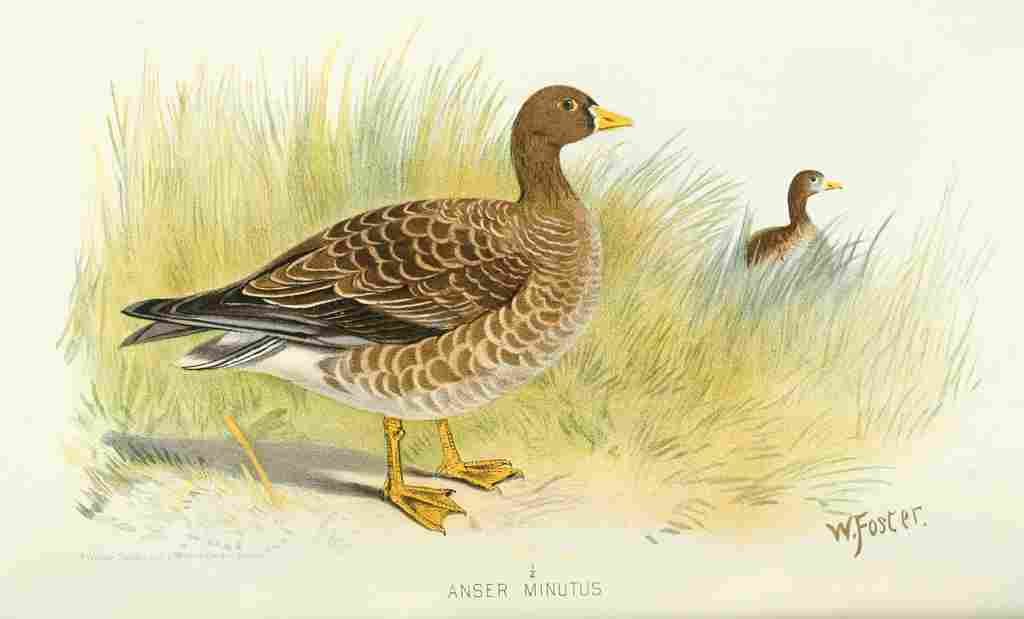 Foster Indian Birds 1915 Dwarf Goose A4 Photo Print