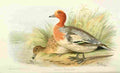 Foster Indian Birds 1915 Eurasion Wigeon A4 Photo Print