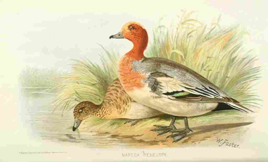 Foster Indian Birds 1915 Eurasion Wigeon A4 Photo Print