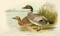 Foster Indian Birds 1915 Falcated Duck A4 Photo Print