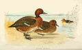 Foster Indian Birds 1915 Ferruginous Duck A4 Photo Print