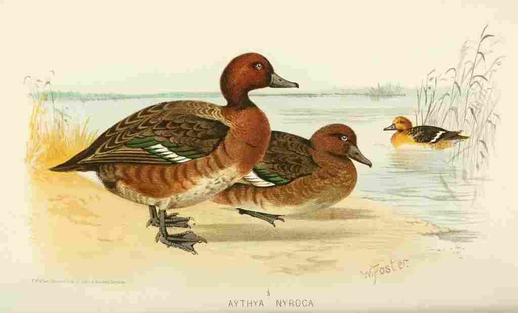 Foster Indian Birds 1915 Ferruginous Duck A4 Photo Print