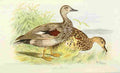 Foster Indian Birds 1915 Gadwall Duck A4 Photo Print