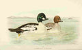 Foster Indian Birds 1915 Golden eye Duck A4 Photo Print