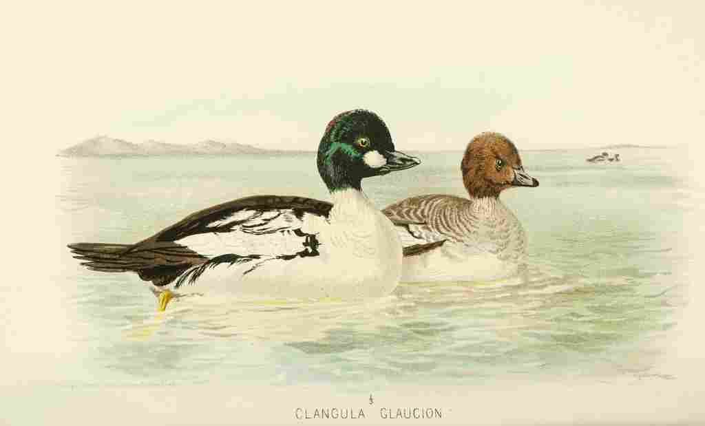Foster Indian Birds 1915 Golden eye Duck A4 Photo Print