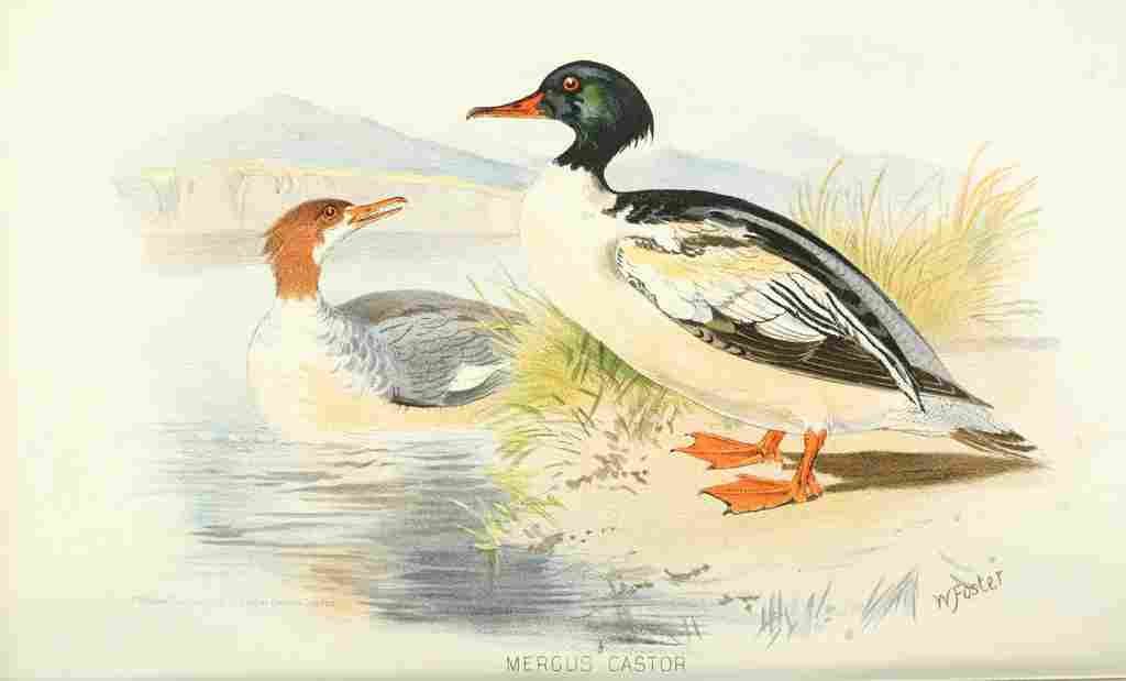 Foster Indian Birds 1915 Goosander A4 Photo Print