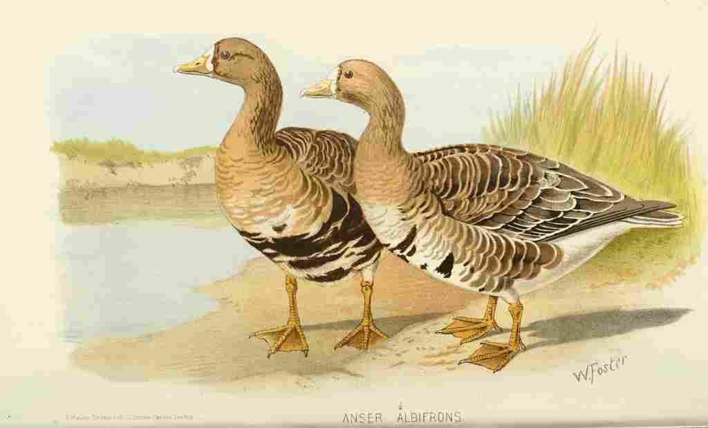 Foster Indian Birds 1915 Greater White fronted Goose A4 Photo Print
