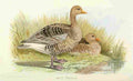 Foster Indian Birds 1915 Grey Lag goose A4 Photo Print