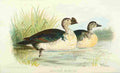 Foster Indian Birds 1915 Knob billed Duck A4 Photo Print