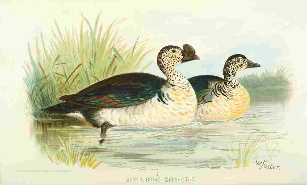Foster Indian Birds 1915 Knob billed Duck A4 Photo Print