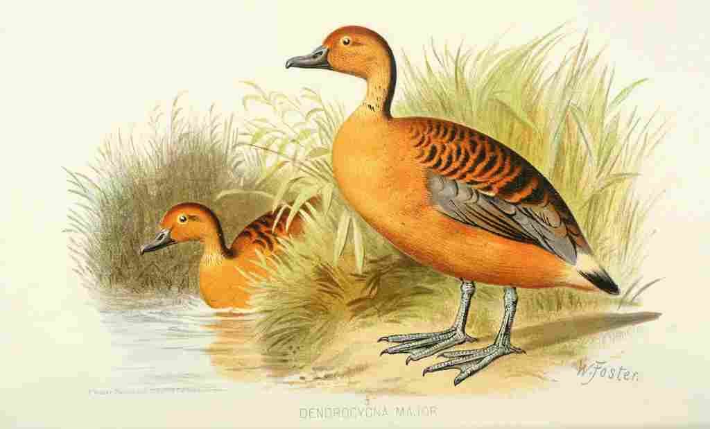 Foster Indian Birds 1915 Large Whistler A4 Photo Print