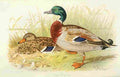 Foster Indian Birds 1915 Mallard A4 Photo Print