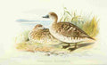 Foster Indian Birds 1915 Marbled Teal A4 Photo Print
