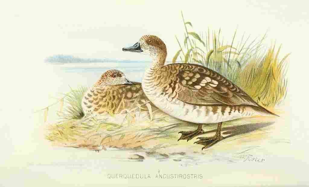 Foster Indian Birds 1915 Marbled Teal A4 Photo Print