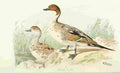 Foster Indian Birds 1915 Northern Pintail Duck A4 Photo Print