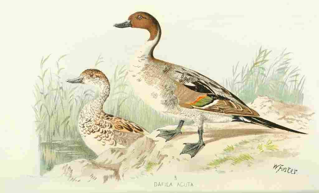 Foster Indian Birds 1915 Northern Pintail Duck A4 Photo Print