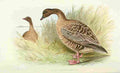 Foster Indian Birds 1915 Pink footed Goose A4 Photo Print