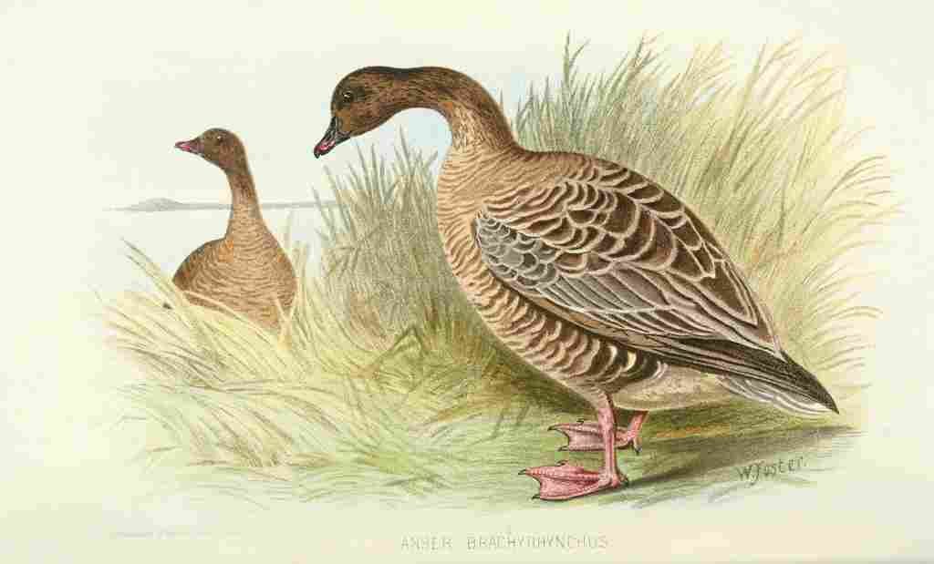 Foster Indian Birds 1915 Pink footed Goose A4 Photo Print