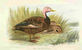 Foster Indian Birds 1915 Pink headed Duck A4 Photo Print