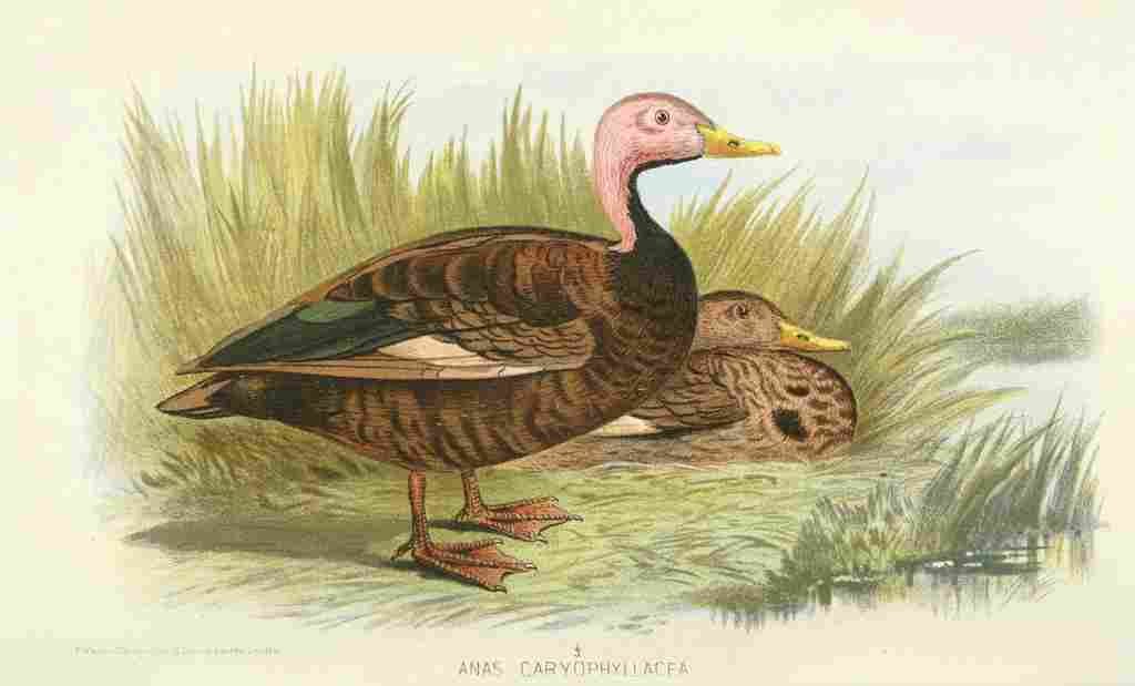 Foster Indian Birds 1915 Pink headed Duck A4 Photo Print