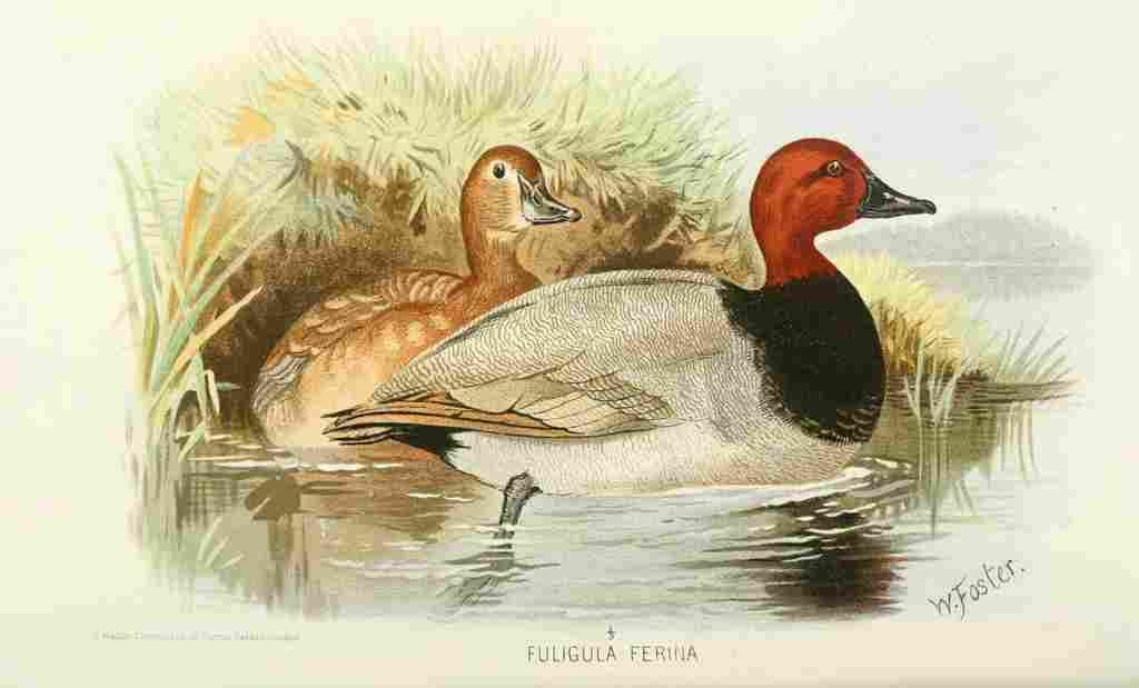 Foster Indian Birds 1915 Pochard A4 Photo Print