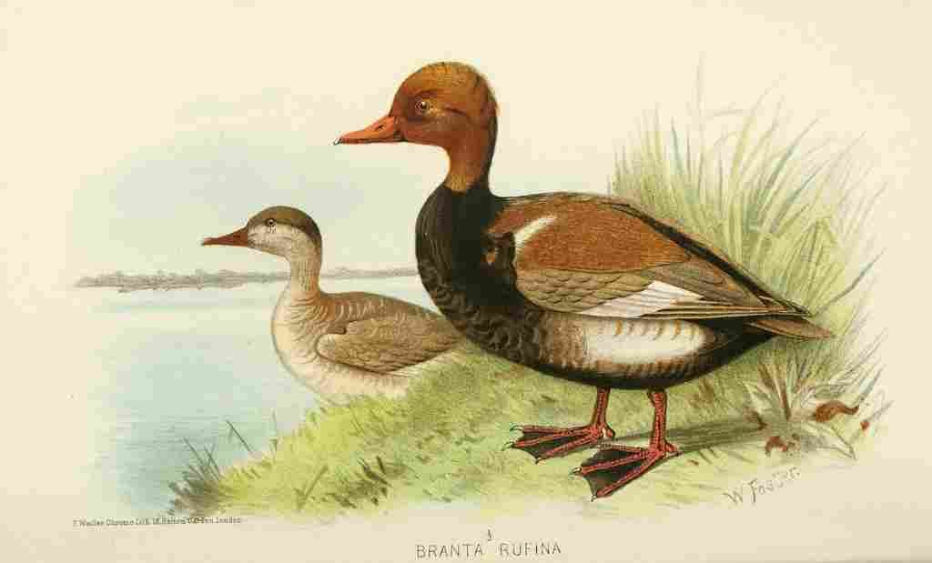 Foster Indian Birds 1915 Red crested Pochard A4 Photo Print