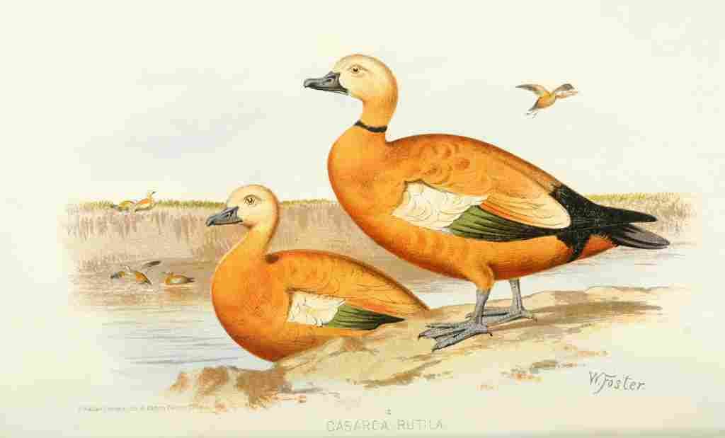 Foster Indian Birds 1915 Ruddy Sheldrake A4 Photo Print