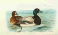 Foster Indian Birds 1915 Scaup A4 Photo Print