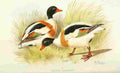 Foster Indian Birds 1915 Sheldrake A4 Photo Print