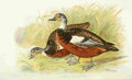 Foster Indian Birds 1915 Shelduck Tadorna A4 Photo Print
