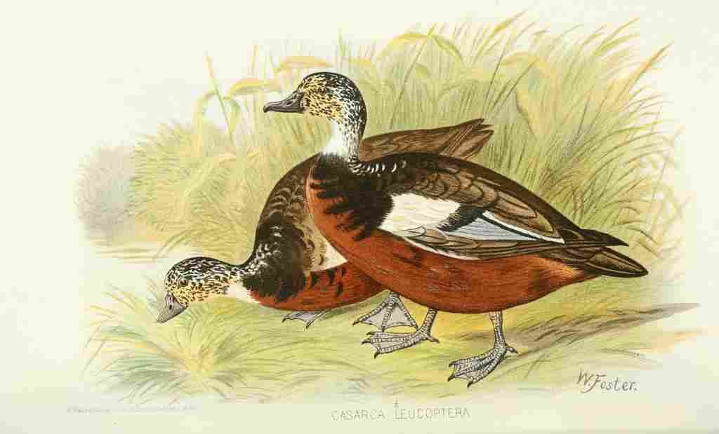 Foster Indian Birds 1915 Shelduck Tadorna A4 Photo Print