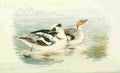 Foster Indian Birds 1915 Smew A4 Photo Print