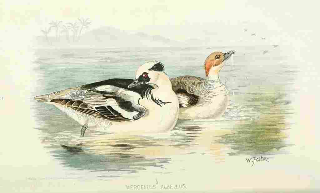Foster Indian Birds 1915 Smew A4 Photo Print