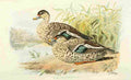 Foster Indian Birds 1915 Spotted Bill Duck A4 Photo Print
