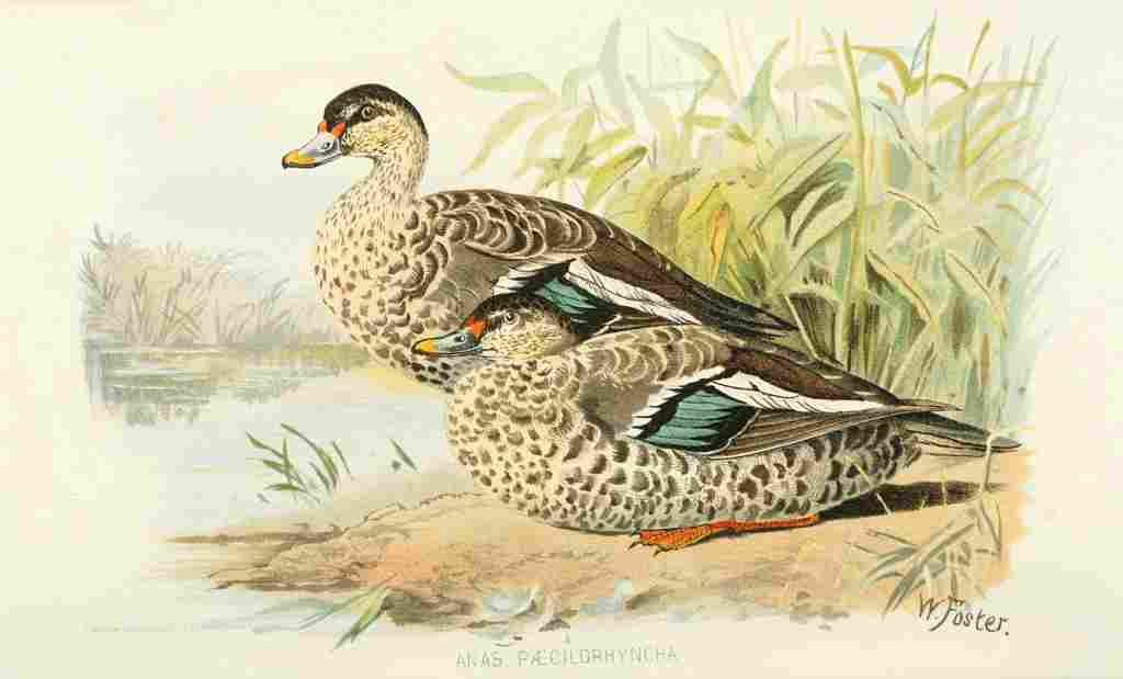 Foster Indian Birds 1915 Spotted Bill Duck A4 Photo Print