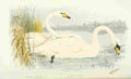 Foster Indian Birds 1915 Swans A4 Photo Print