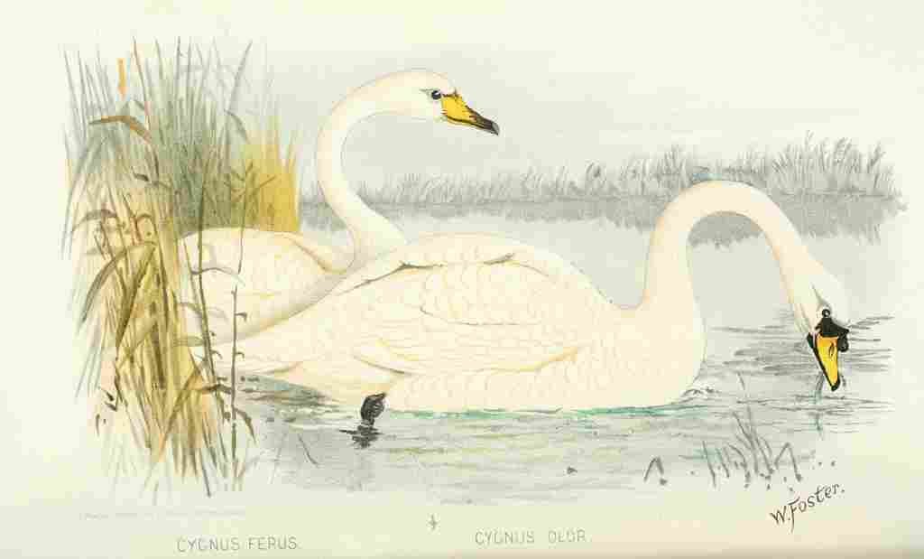 Foster Indian Birds 1915 Swans A4 Photo Print
