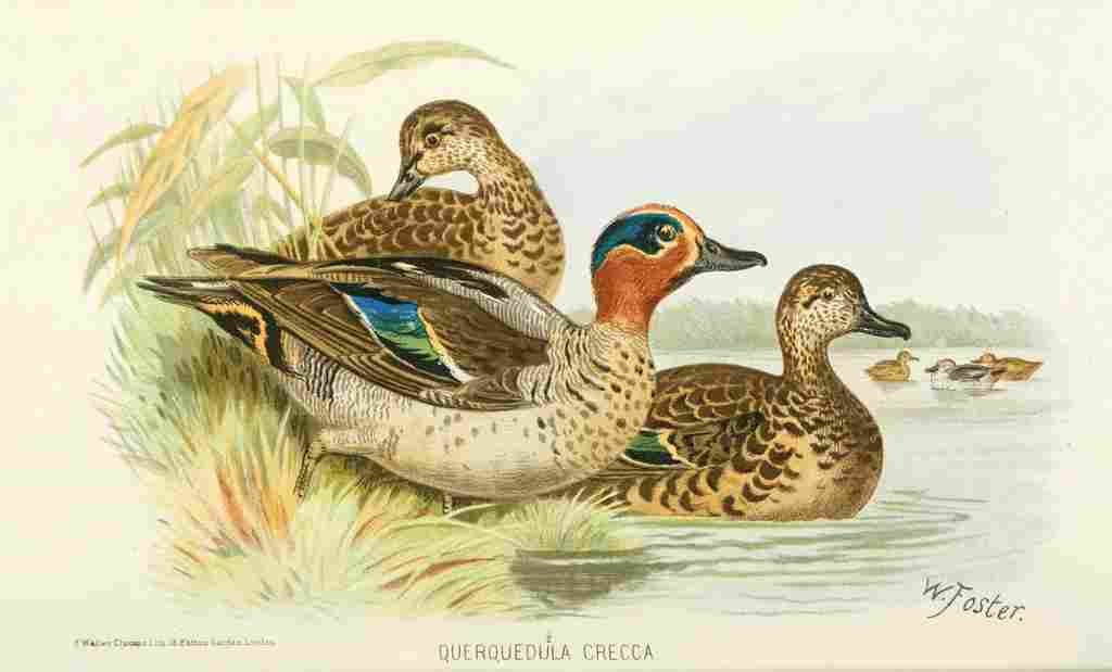 Foster Indian Birds 1915 Teal A4 Photo Print