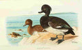 Foster Indian Birds 1915 Tufted Duck A4 Photo Print