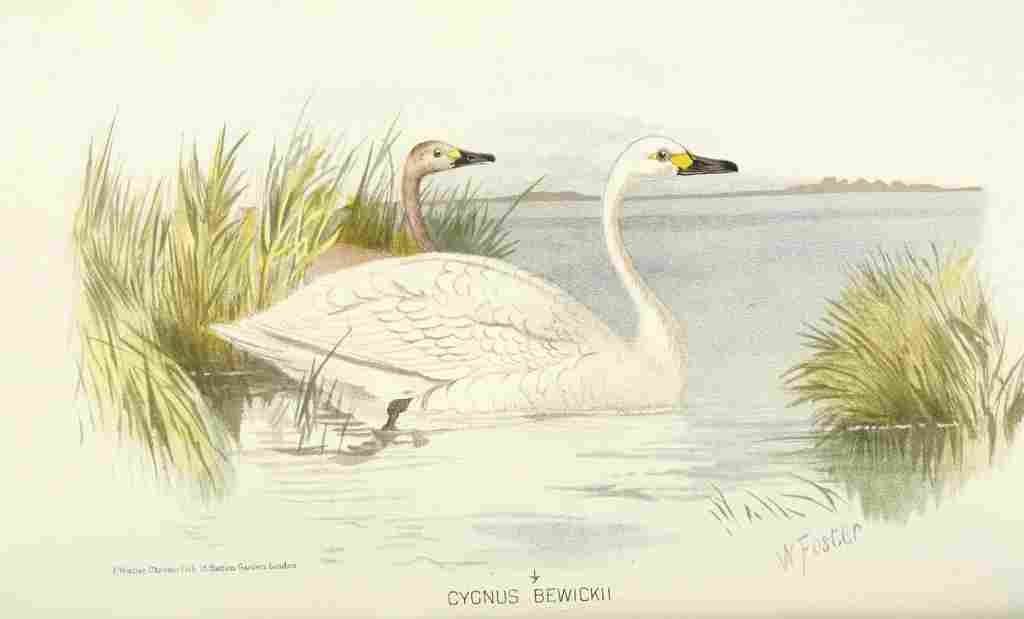 Foster Indian Birds 1915 Tundra Swan A4 Photo Print