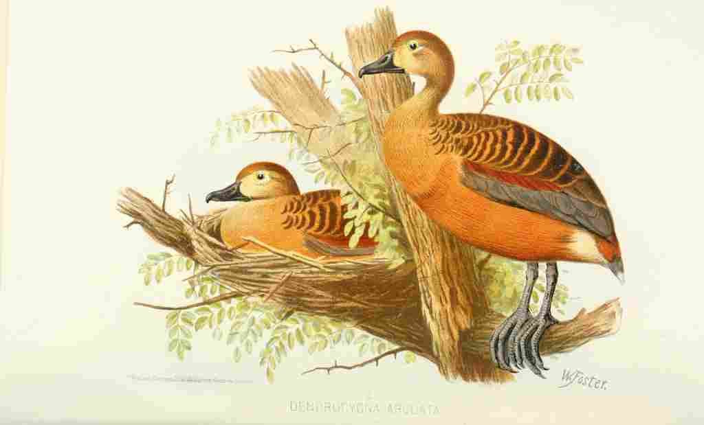 Foster Indian Birds 1915 Wandering Whistling Duck A4 Photo Print