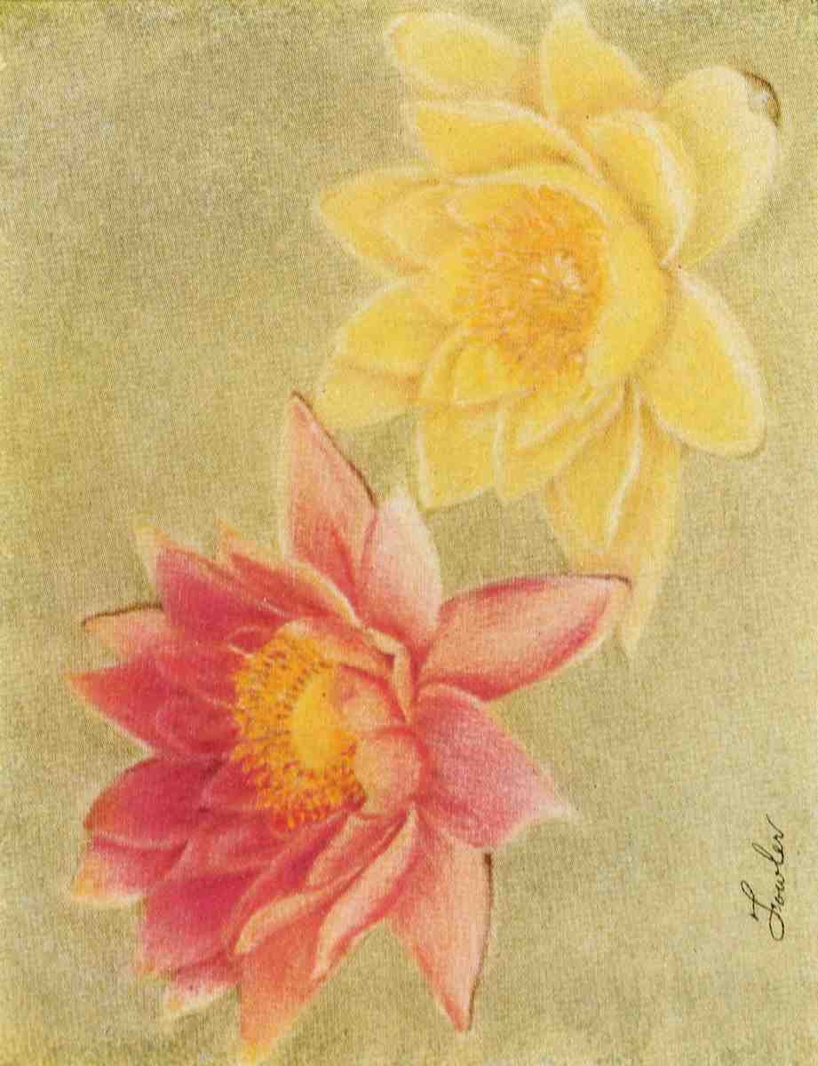 Fowler Water Gardening 1935 Water lily N Robinsoni A4 Photo Print