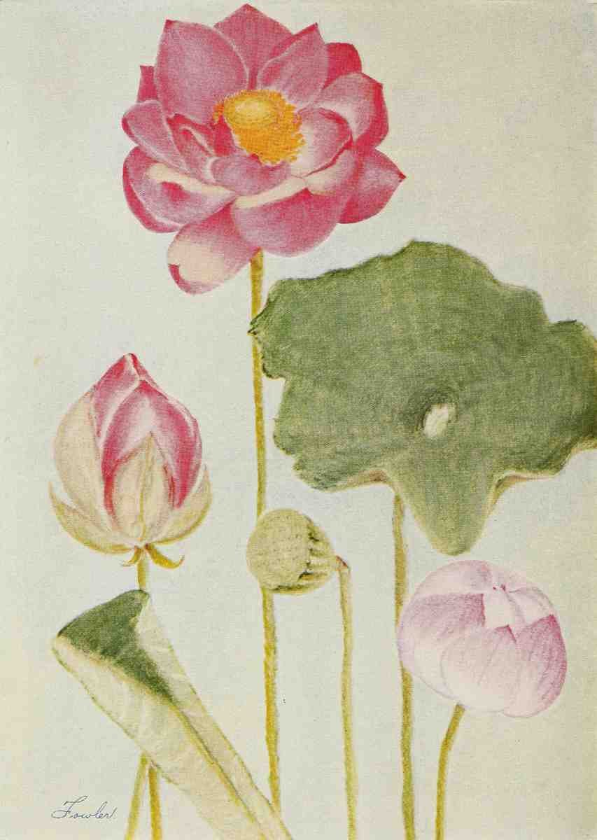 Fowler Water Gardening 1935 Water lily Nelumbium Roseum A4 Photo Print