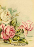 Frank L Emma V Catalogue 1921 Pink and White Roses A4 Photo Print