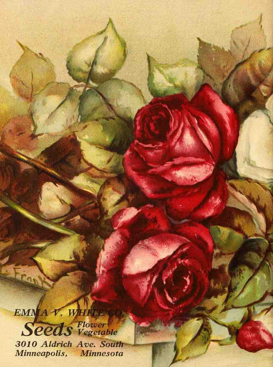 Frank L Emma V Catalogue 1921 Red Roses A4 Photo Print