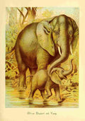 Friend and foe 1890 African Elephant & young A4 Photo Print
