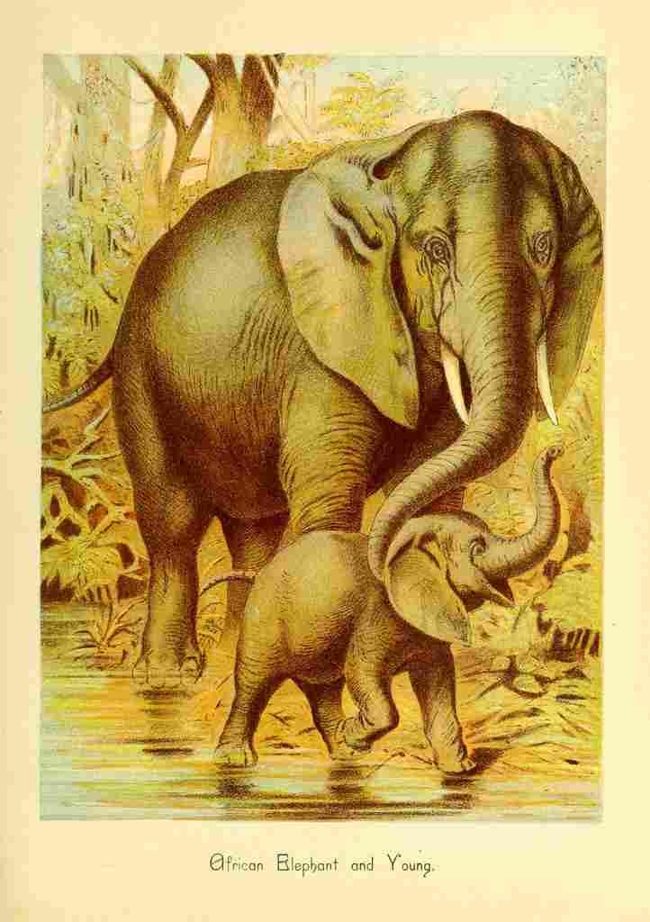 Friend and foe 1890 African Elephant & young A4 Photo Print