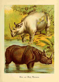 Friend and foe 1890 White & Black Rhinocerous A4 Photo Print