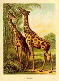 Friend and foe from field and forest 1890 Giraffes A4 Photo Print